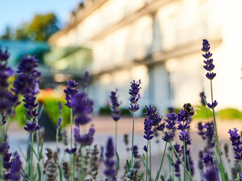 Außenbereich der Max Grundig Klinik mit Blumen